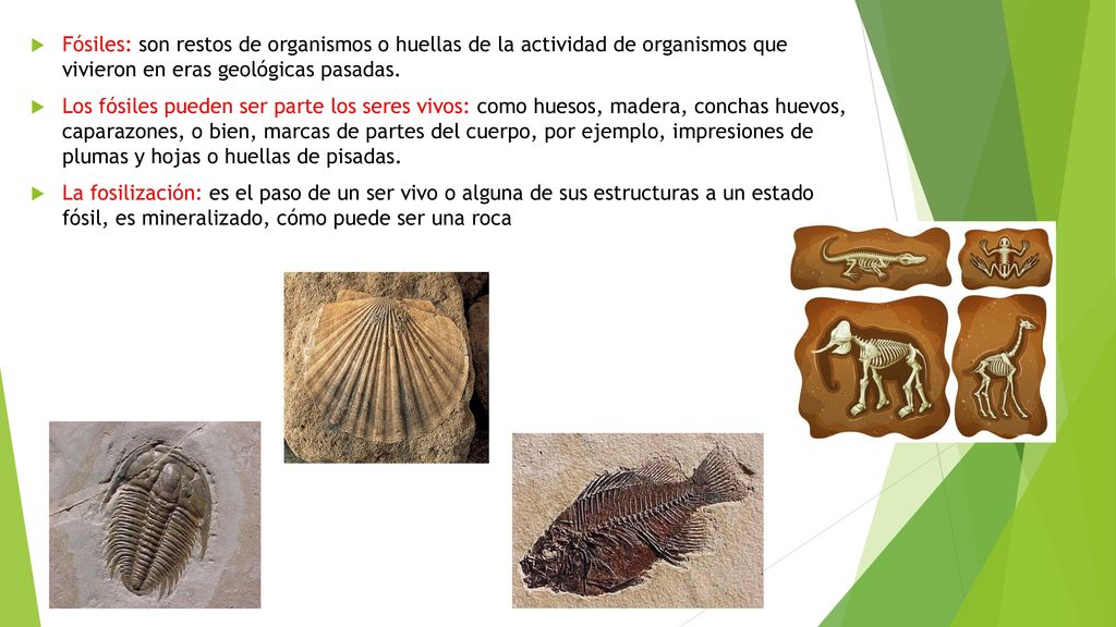 Fósiles: son restos de organismos o huellas de la actividad de organismos que vivieron en eras geológicas pasadas.