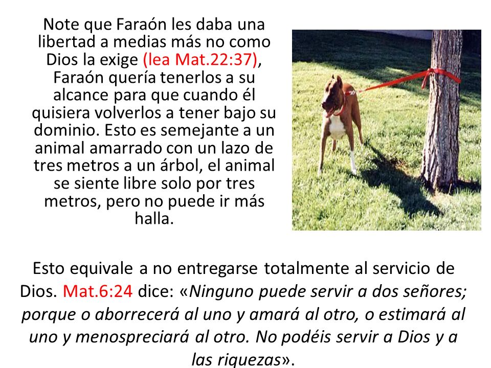 Note que Faraón les daba una libertad a medias más no como Dios la exige (lea Mat.22:37), Faraón quería tenerlos a su alcance para que cuando él quisiera volverlos a tener bajo su dominio. Esto es semejante a un animal amarrado con un lazo de tres metros a un árbol, el animal se siente libre solo por tres metros, pero no puede ir más halla.