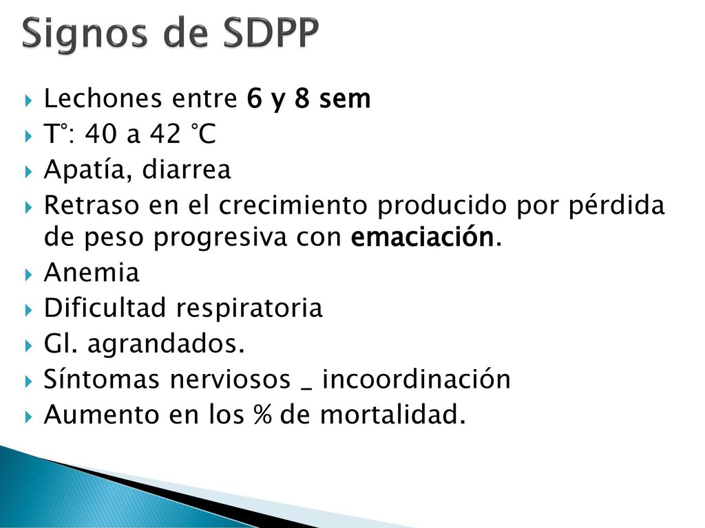 Signos de SDPP Lechones entre 6 y 8 sem T°: 40 a 42 °C Apatía, diarrea