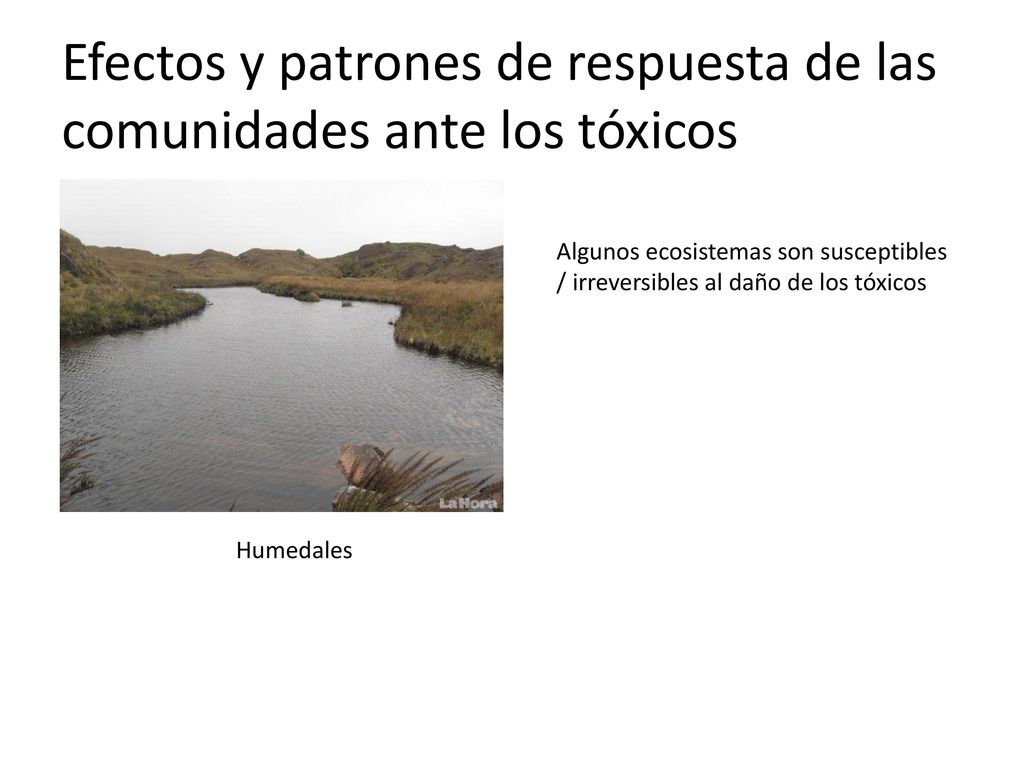 Efectos y patrones de respuesta de las comunidades ante los tóxicos