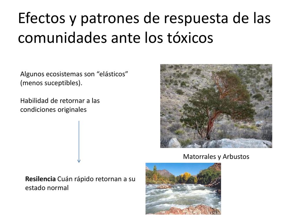 Efectos y patrones de respuesta de las comunidades ante los tóxicos