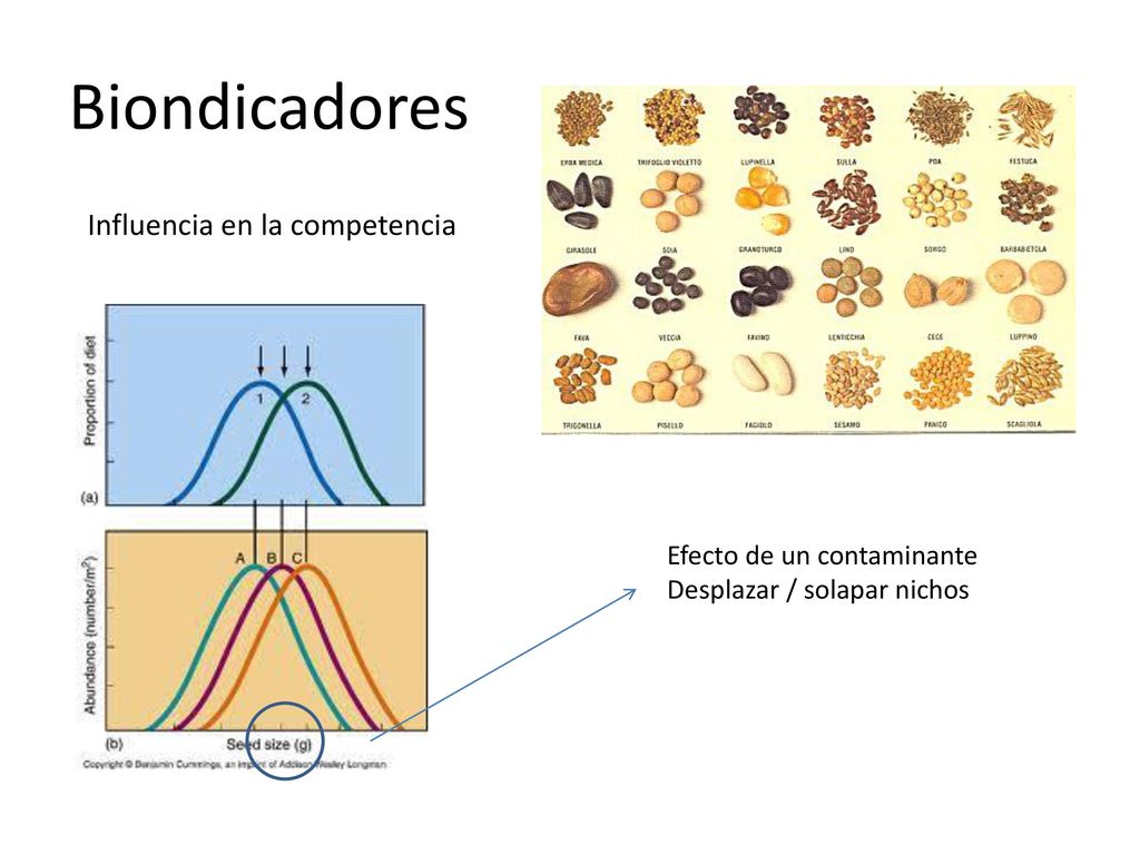 Biondicadores Influencia en la competencia Efecto de un contaminante