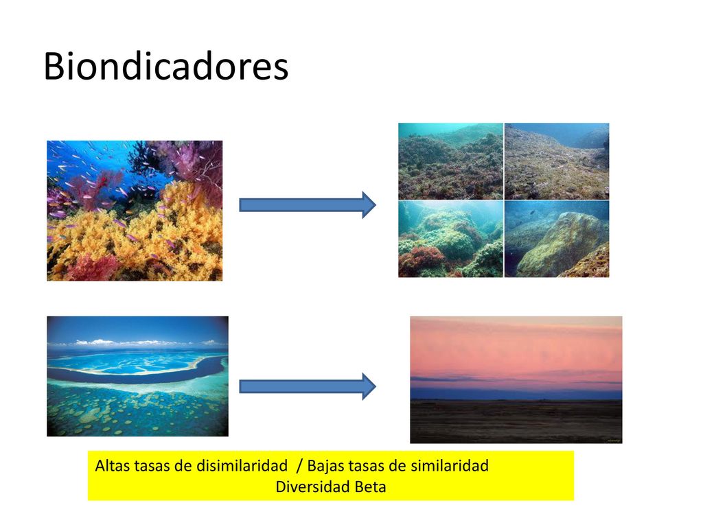 Biondicadores Altas tasas de disimilaridad / Bajas tasas de similaridad Diversidad Beta
