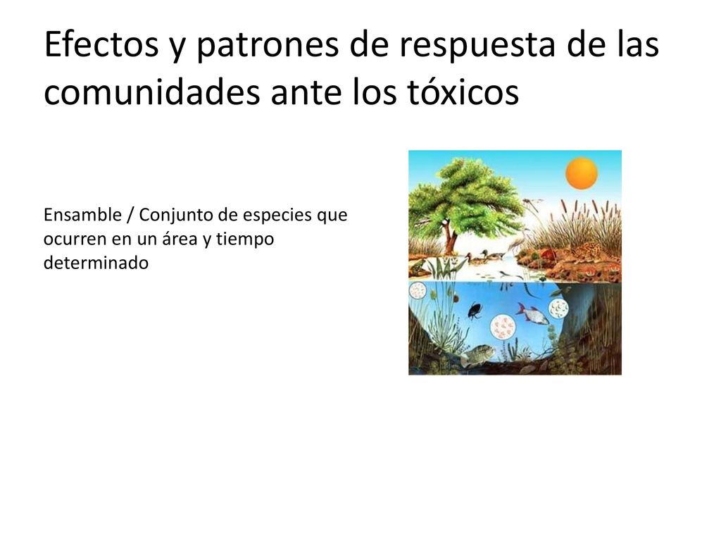 Efectos y patrones de respuesta de las comunidades ante los tóxicos