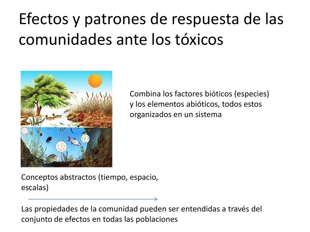 Efectos y patrones de respuesta de las comunidades ante los tóxicos