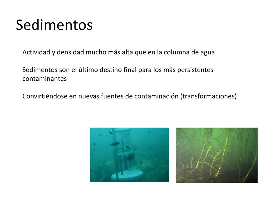 Sedimentos Actividad y densidad mucho más alta que en la columna de agua.
