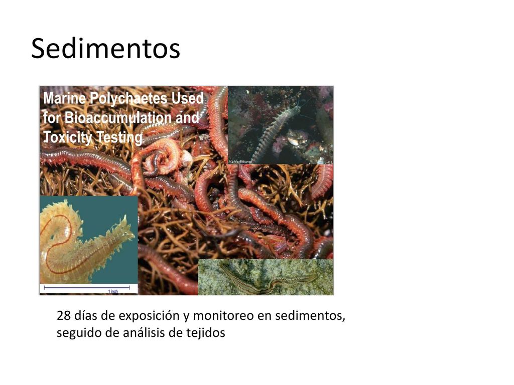 Sedimentos 28 días de exposición y monitoreo en sedimentos, seguido de análisis de tejidos