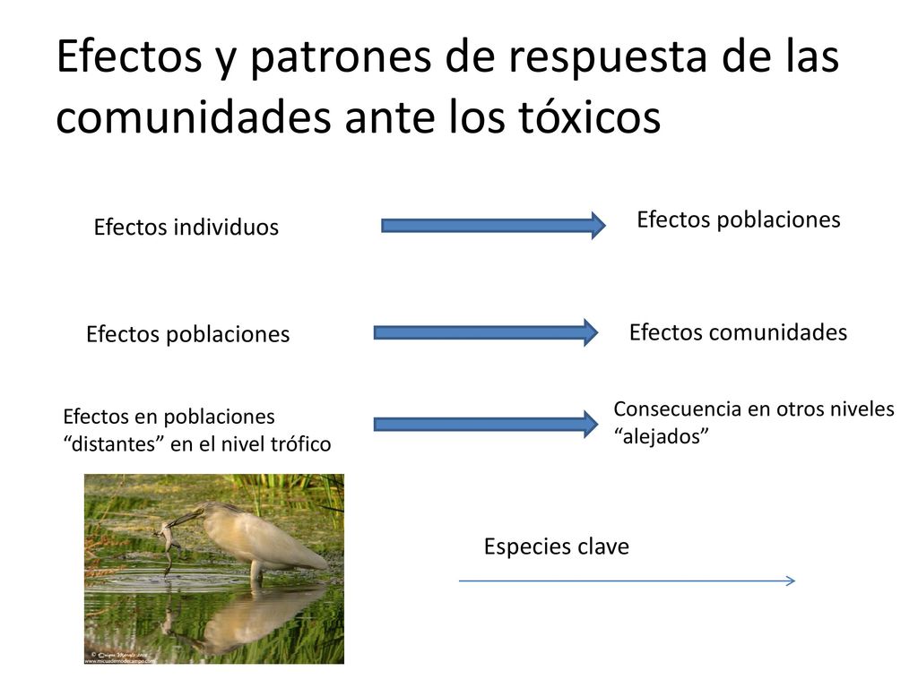 Efectos y patrones de respuesta de las comunidades ante los tóxicos