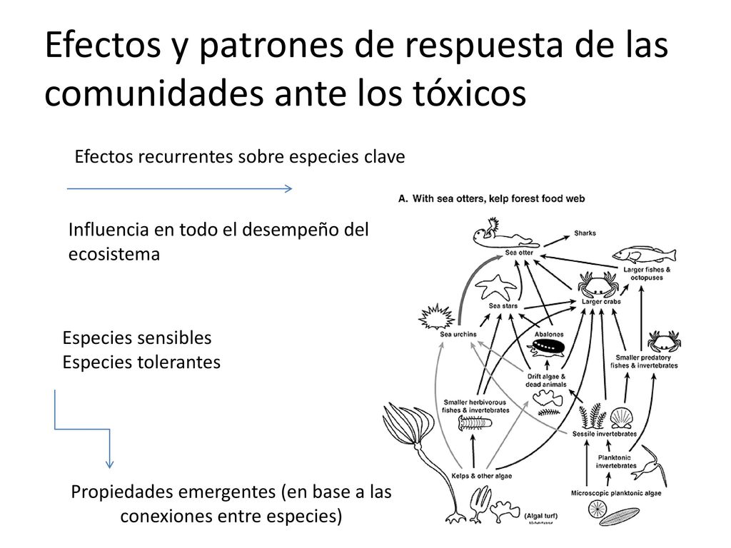 Efectos y patrones de respuesta de las comunidades ante los tóxicos