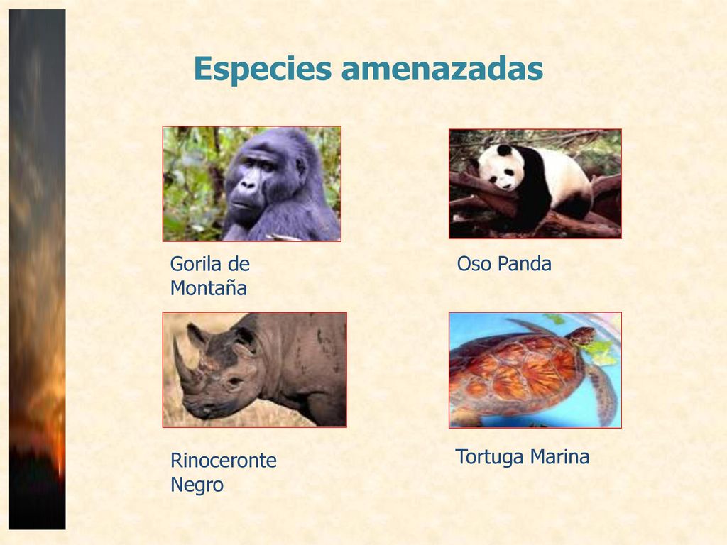 Especies amenazadas Gorila de Montaña Oso Panda Tortuga Marina