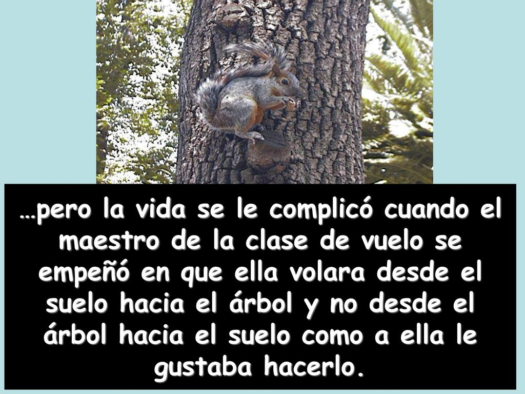 …pero la vida se le complicó cuando el maestro de la clase de vuelo se empeñó en que ella volara desde el suelo hacia el árbol y no desde el árbol hacia el suelo como a ella le gustaba hacerlo.