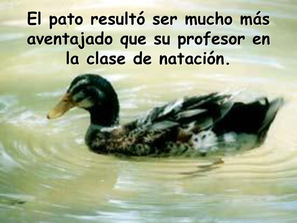 El pato resultó ser mucho más aventajado que su profesor en la clase de natación.