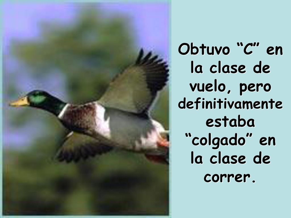 Obtuvo C en la clase de vuelo, pero definitivamente estaba colgado en la clase de correr.