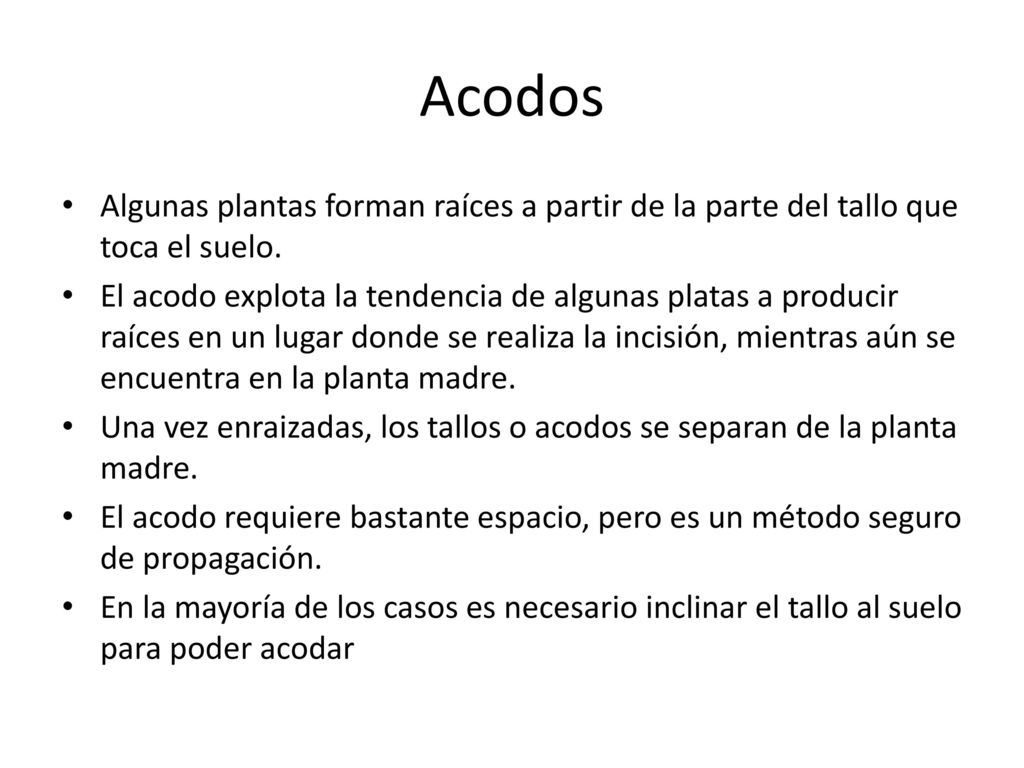 Acodos Algunas plantas forman raíces a partir de la parte del tallo que toca el suelo.
