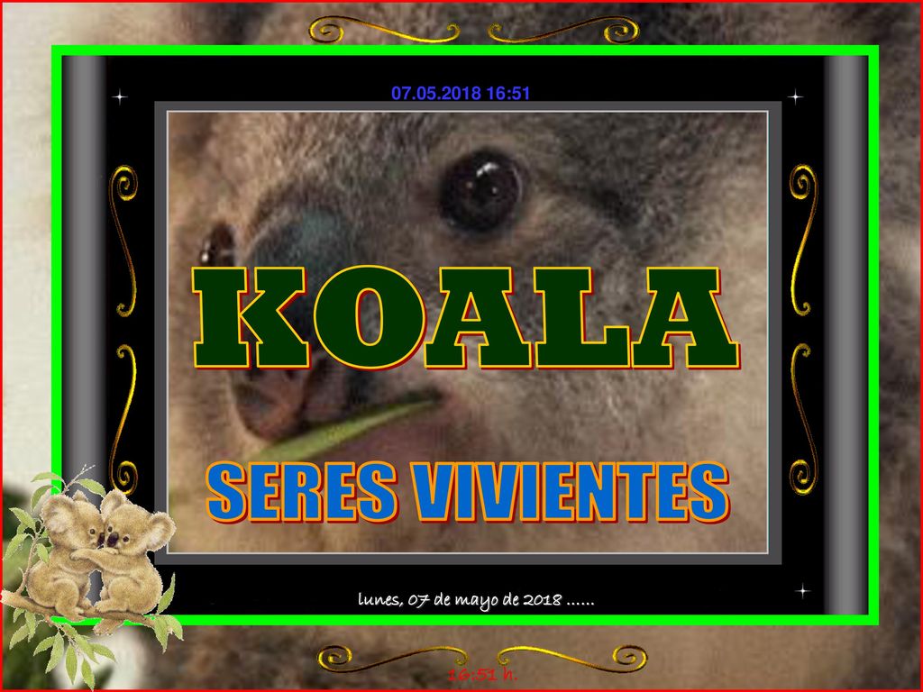 KOALA SERES VIVIENTES lunes, 07 de mayo de 2018 …… 16:51 h.