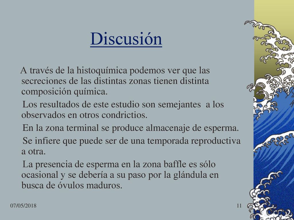 Discusión A través de la histoquímica podemos ver que las secreciones de las distintas zonas tienen distinta composición química.
