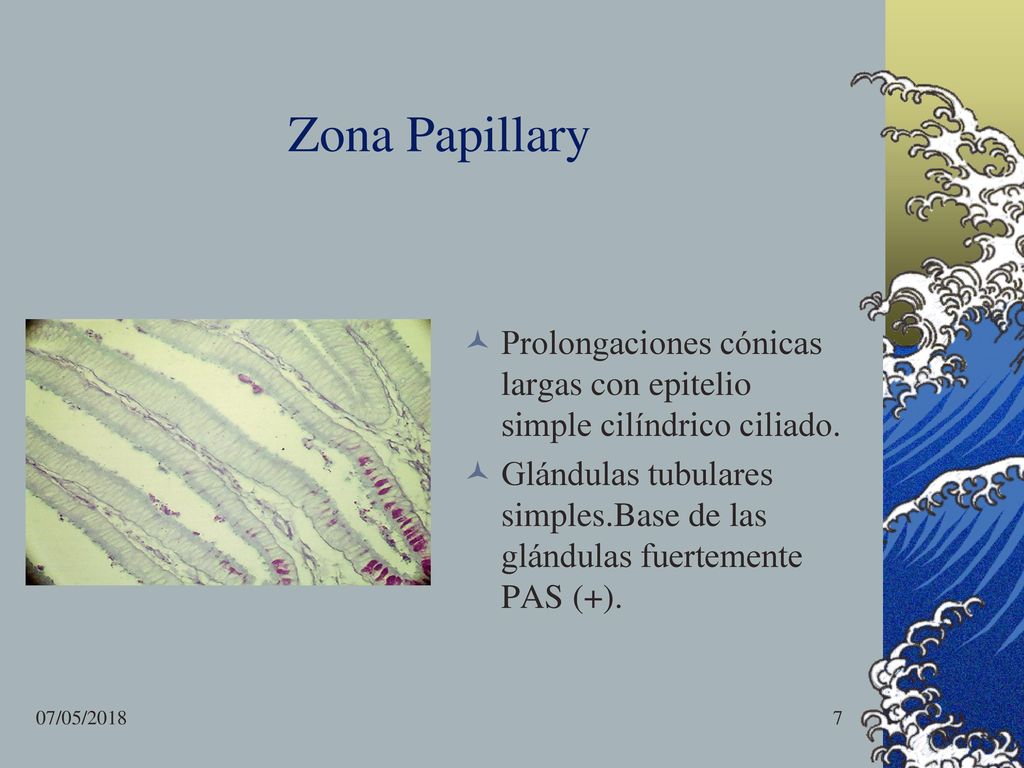 Zona Papillary Prolongaciones cónicas largas con epitelio simple cilíndrico ciliado.