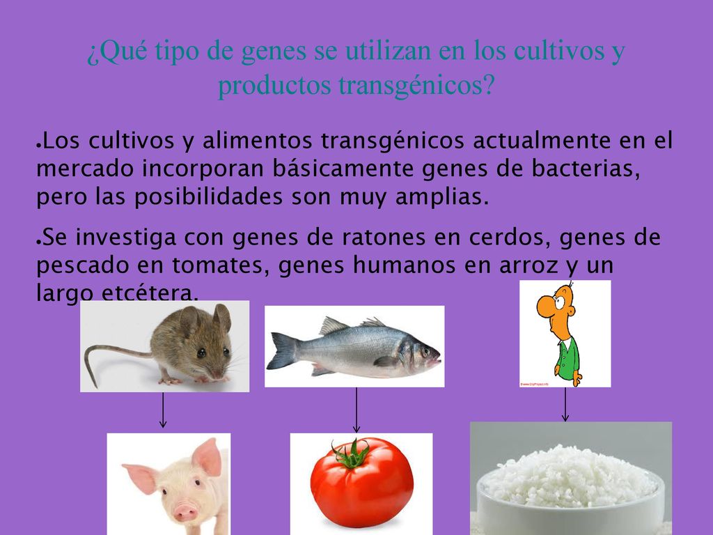 ¿Qué tipo de genes se utilizan en los cultivos y productos transgénicos