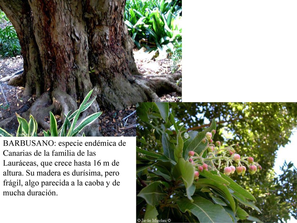 BARBUSANO: especie endémica de Canarias de la familia de las Lauráceas, que crece hasta 16 m de altura.