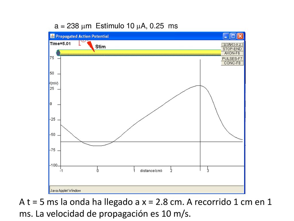a = 238 m Estímulo 10 A, 0.25 ms A t = 5 ms la onda ha llegado a x = 2.8 cm.