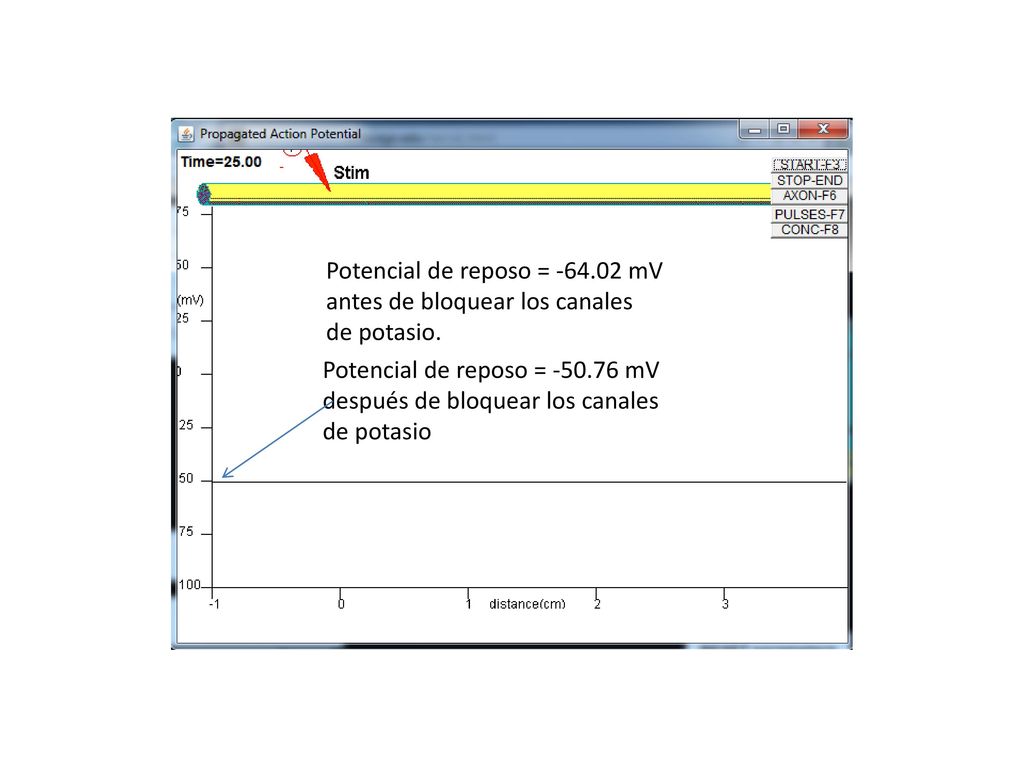Potencial de reposo = mV antes de bloquear los canales de potasio.