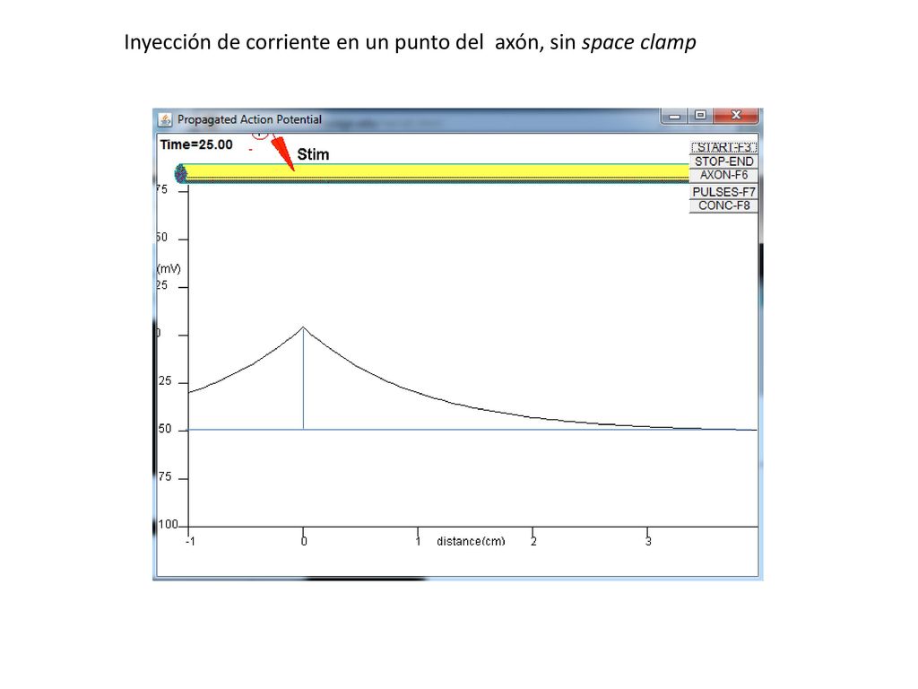 Inyección de corriente en un punto del axón, sin space clamp