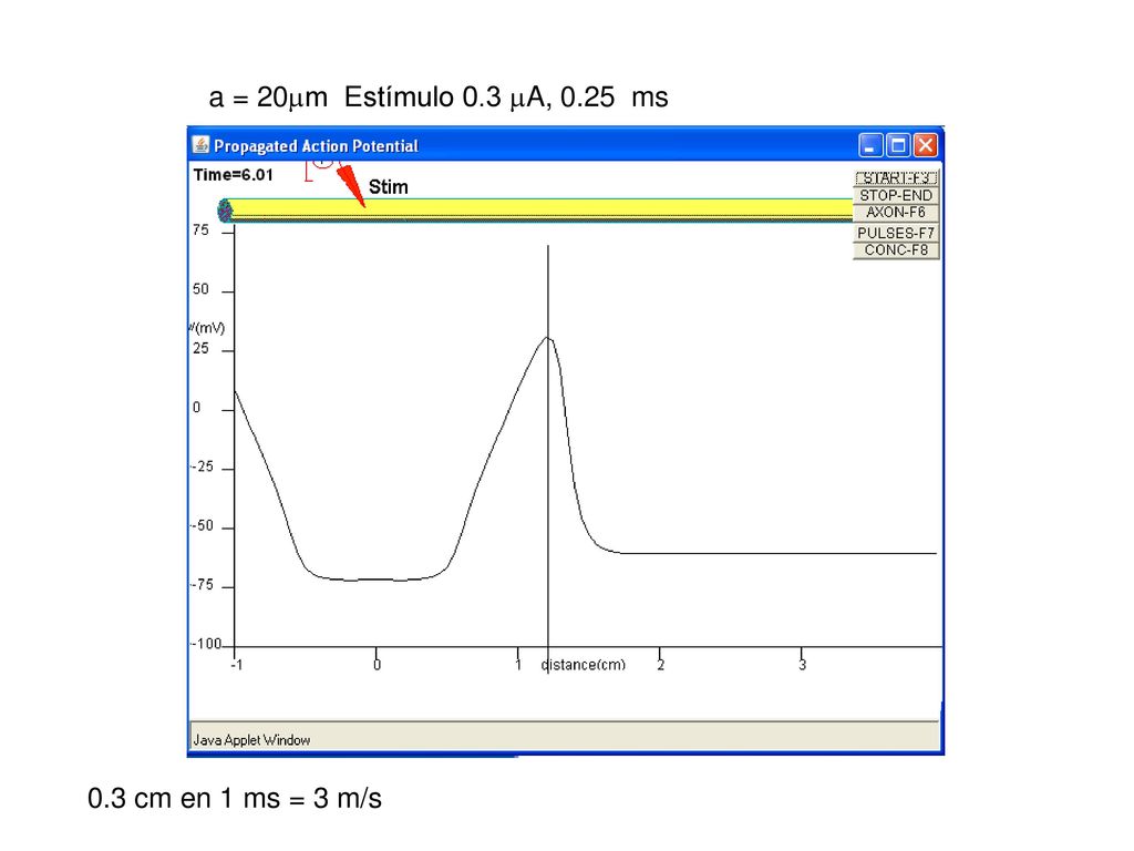 a = 20m Estímulo 0.3 A, 0.25 ms 0.3 cm en 1 ms = 3 m/s