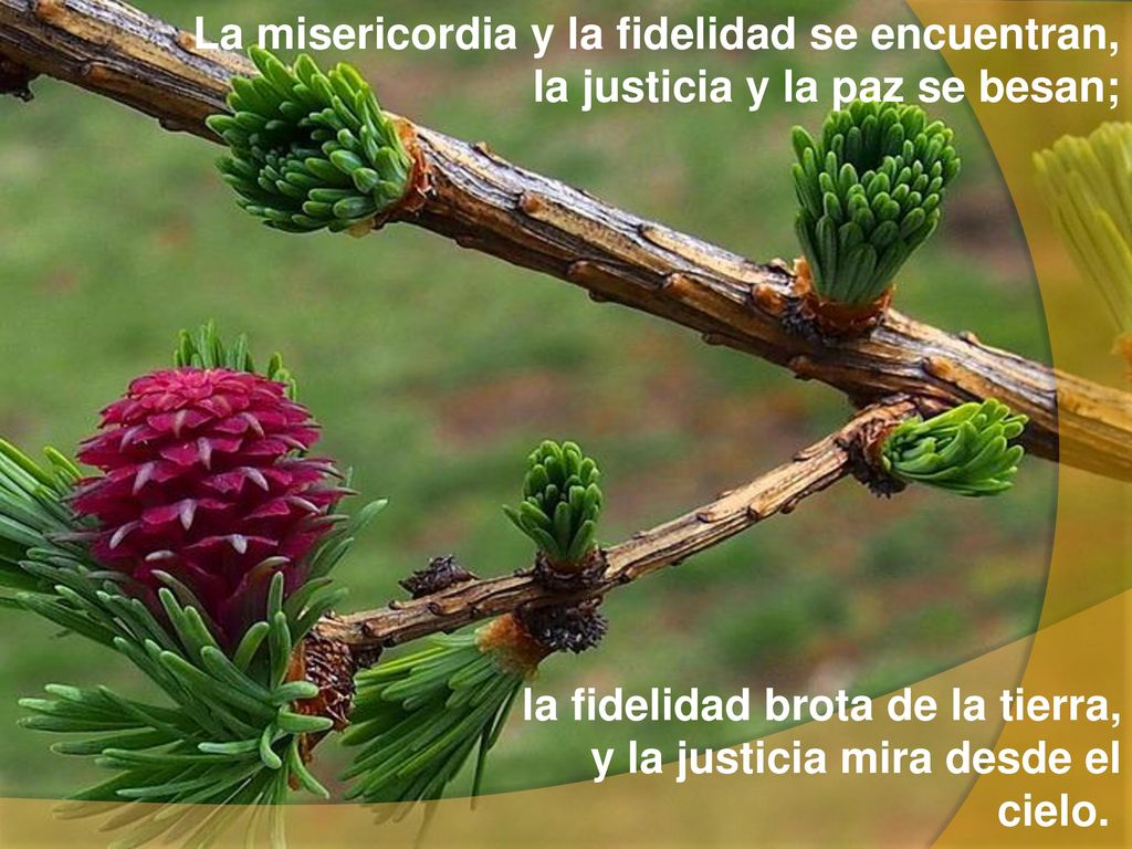 la fidelidad brota de la tierra, y la justicia mira desde el cielo.