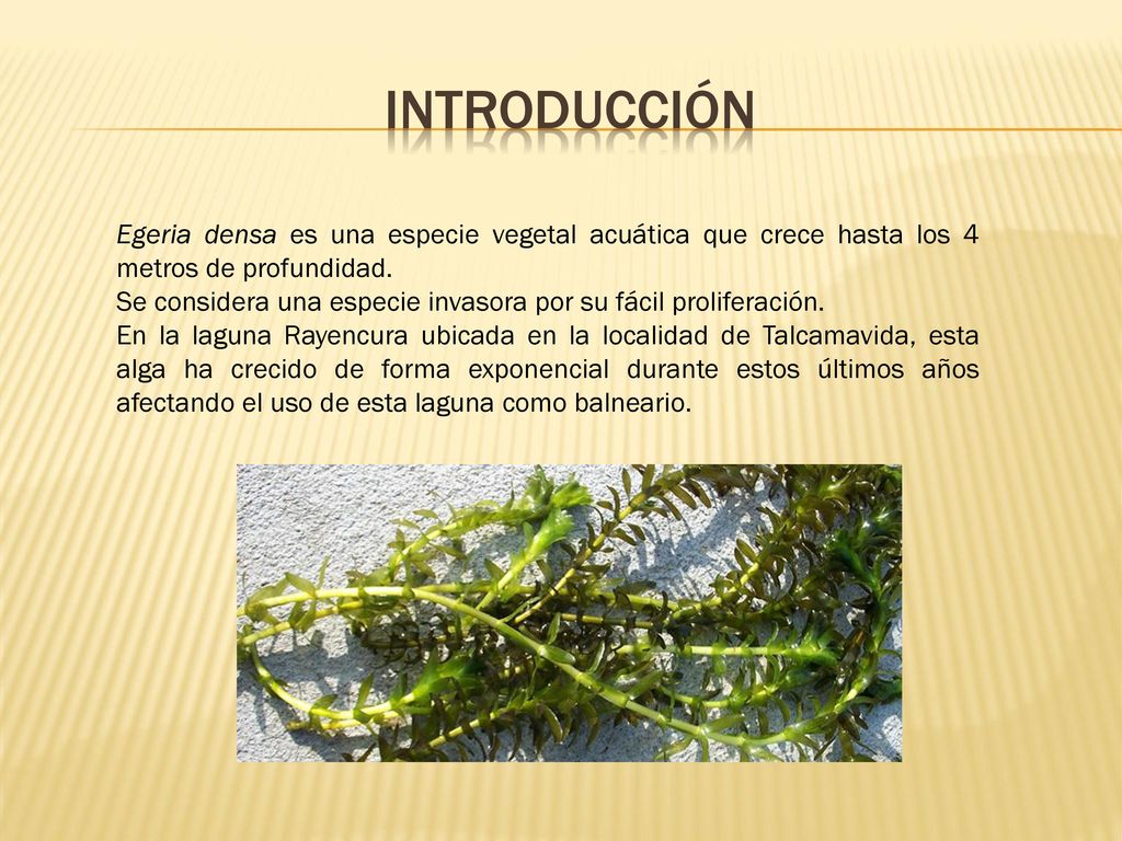 INTRODUCCIÓN Egeria densa es una especie vegetal acuática que crece hasta los 4 metros de profundidad.
