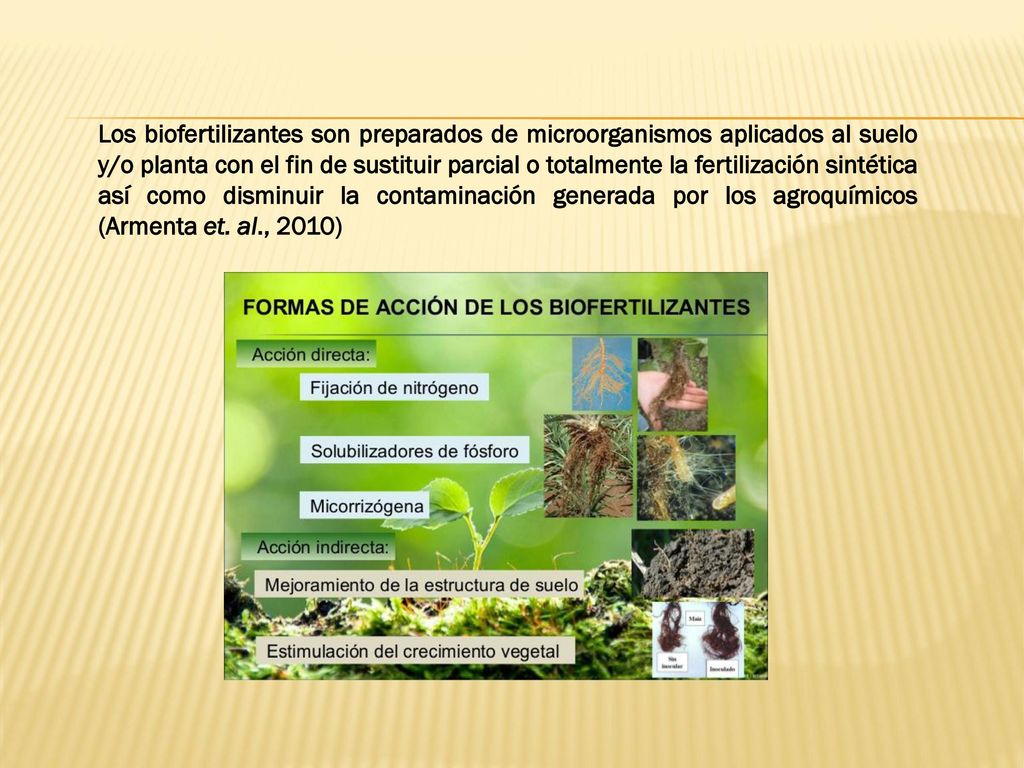 Los biofertilizantes son preparados de microorganismos aplicados al suelo y/o planta con el fin de sustituir parcial o totalmente la fertilización sintética así como disminuir la contaminación generada por los agroquímicos (Armenta et.