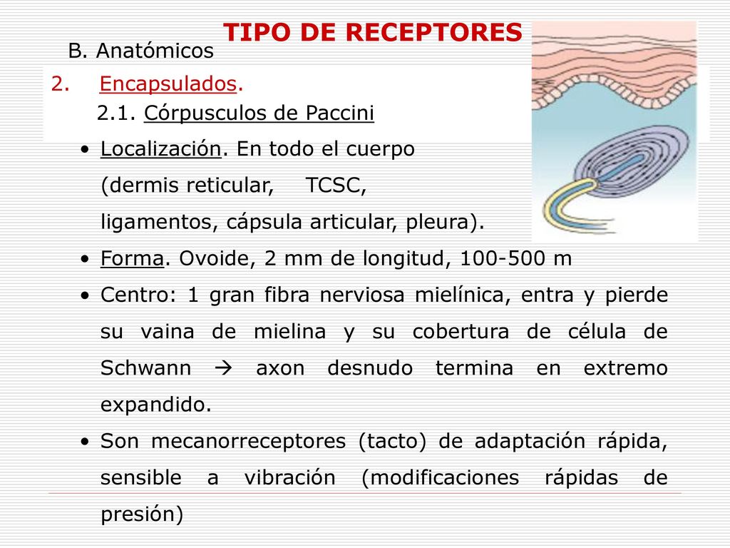 TIPO DE RECEPTORES B. Anatómicos 2. Encapsulados.