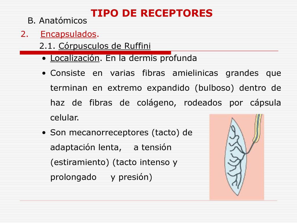 TIPO DE RECEPTORES B. Anatómicos 2. Encapsulados.