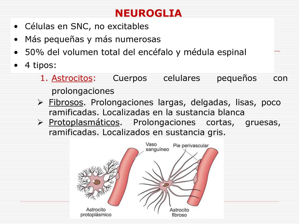 NEUROGLIA Células en SNC, no excitables Más pequeñas y más numerosas