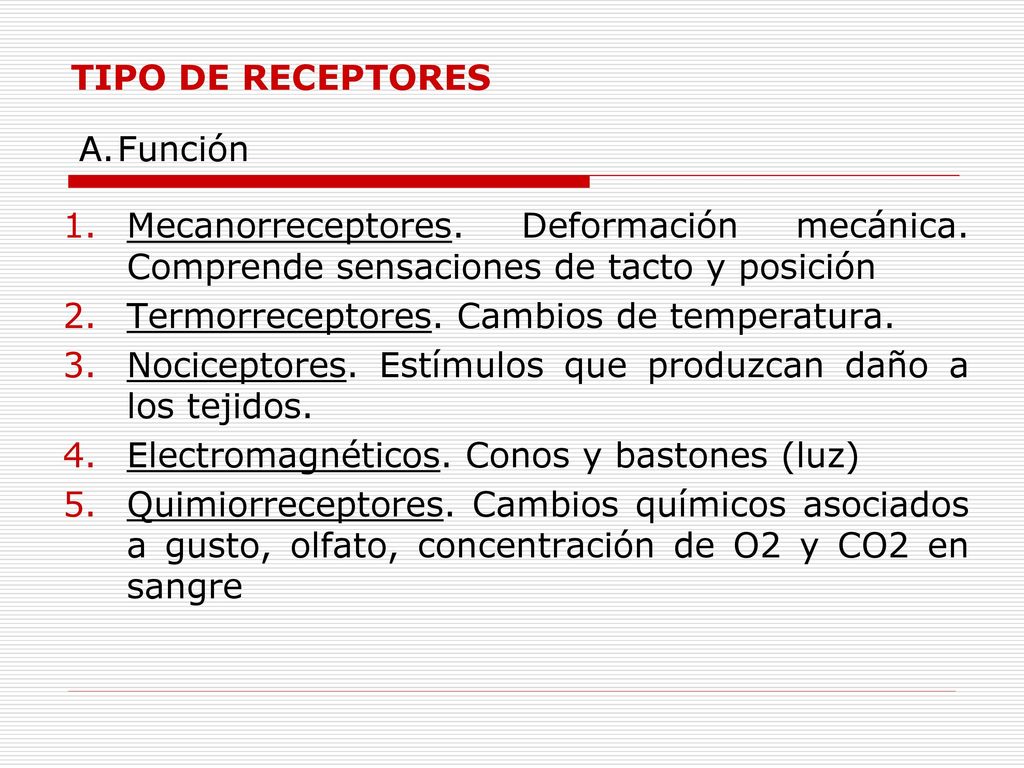 TIPO DE RECEPTORES Función. Mecanorreceptores. Deformación mecánica. Comprende sensaciones de tacto y posición.
