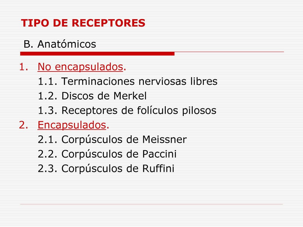TIPO DE RECEPTORES B. Anatómicos. No encapsulados Terminaciones nerviosas libres Discos de Merkel.