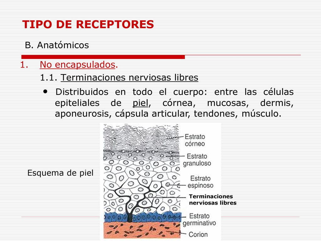 TIPO DE RECEPTORES B. Anatómicos. No encapsulados Terminaciones nerviosas libres.