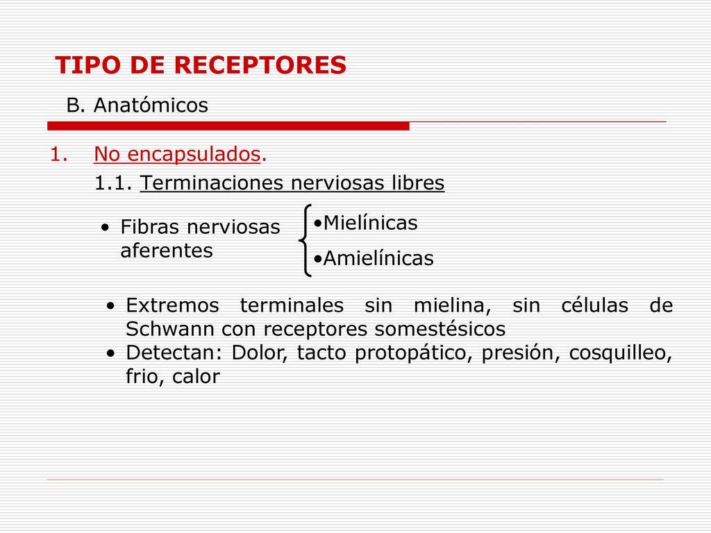 TIPO DE RECEPTORES B. Anatómicos No encapsulados.