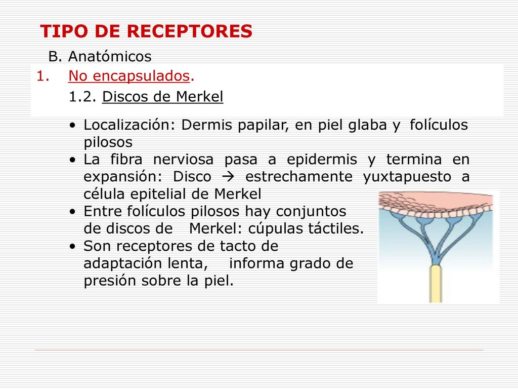 TIPO DE RECEPTORES B. Anatómicos No encapsulados.