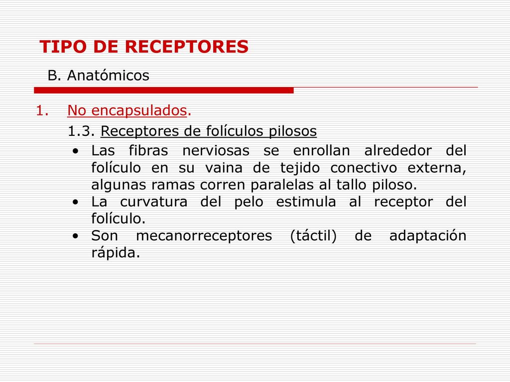 TIPO DE RECEPTORES B. Anatómicos 1. No encapsulados.