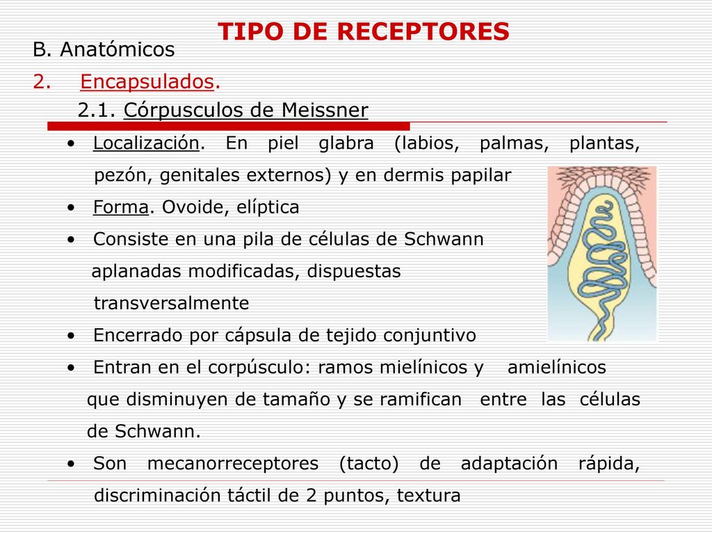 TIPO DE RECEPTORES B. Anatómicos 2. Encapsulados.