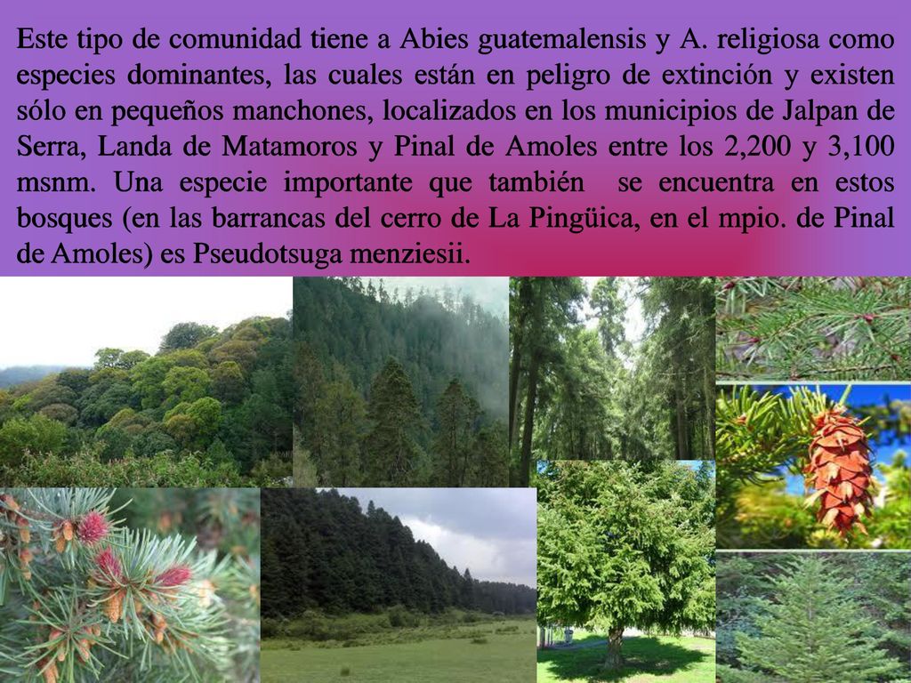 Este tipo de comunidad tiene a Abies guatemalensis y A