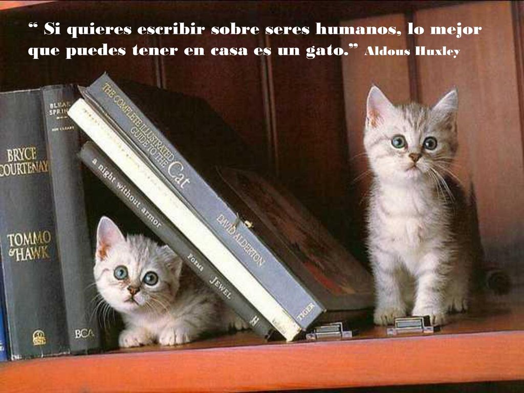 Si quieres escribir sobre seres humanos, lo mejor que puedes tener en casa es un gato. Aldous Huxley