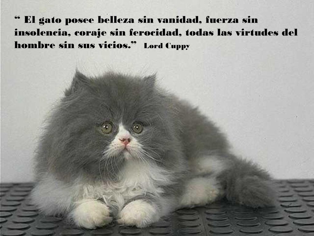 El gato posee belleza sin vanidad, fuerza sin insolencia, coraje sin ferocidad, todas las virtudes del hombre sin sus vicios. Lord Cuppy