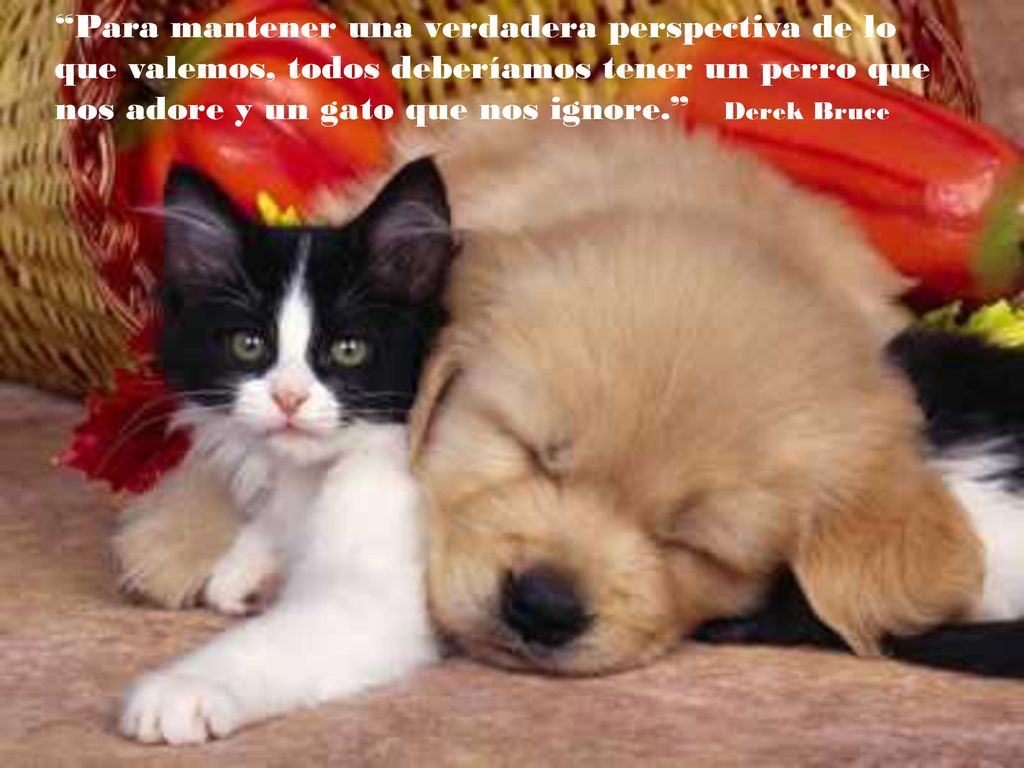 Para mantener una verdadera perspectiva de lo que valemos, todos deberíamos tener un perro que nos adore y un gato que nos ignore. Derek Bruce