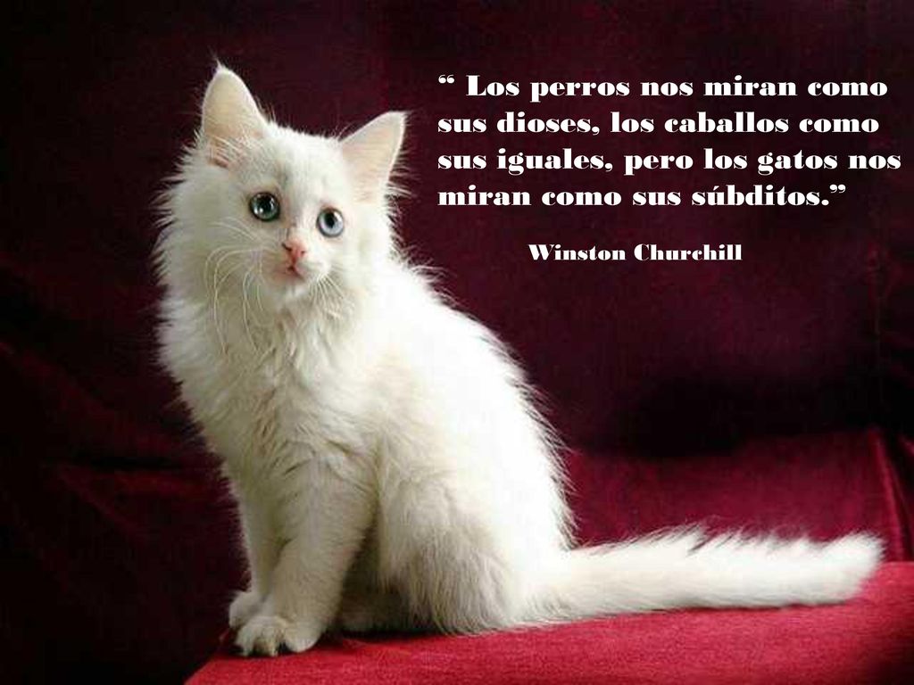 Los perros nos miran como sus dioses, los caballos como sus iguales, pero los gatos nos miran como sus súbditos.