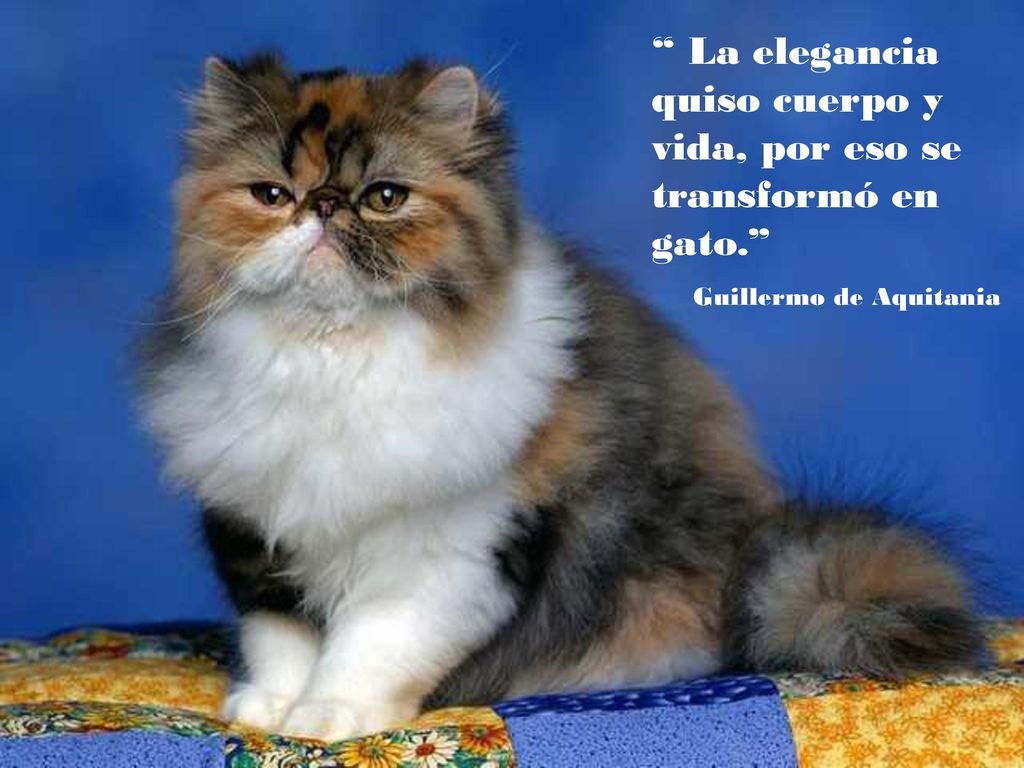 La elegancia quiso cuerpo y vida, por eso se transformó en gato.