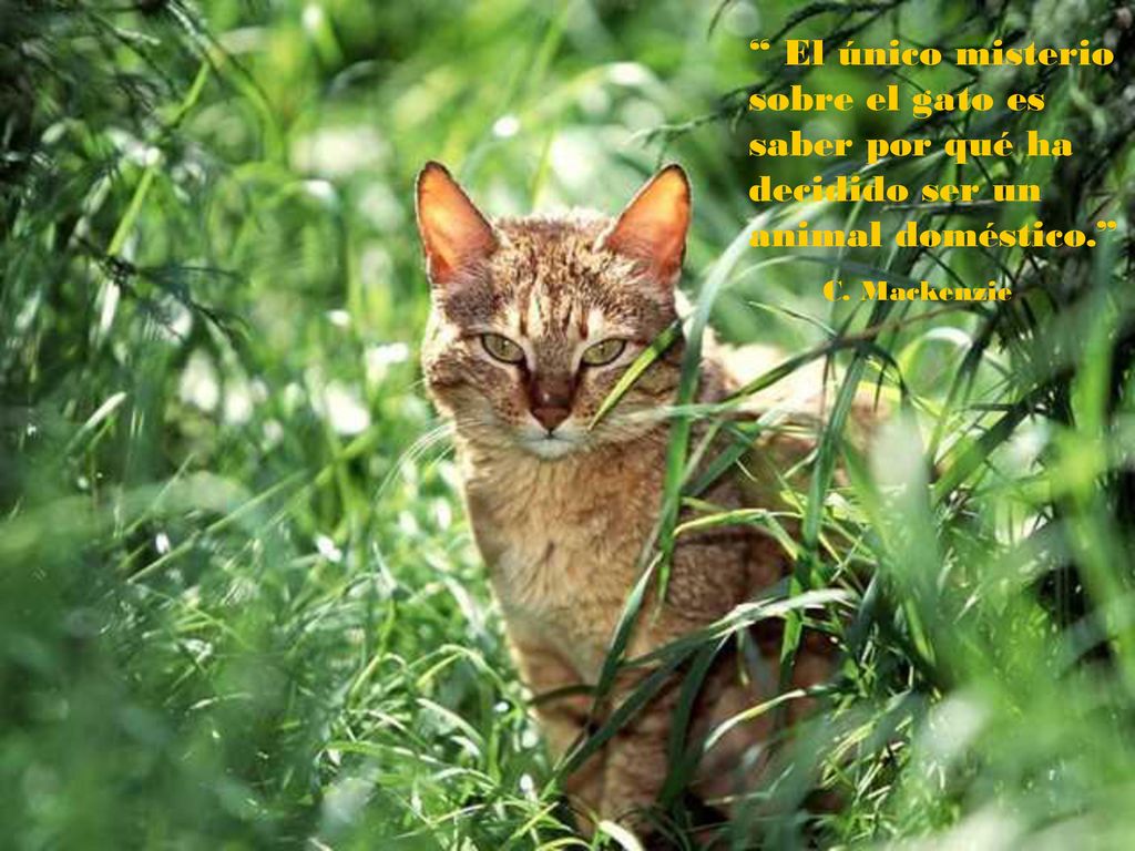 El único misterio sobre el gato es saber por qué ha decidido ser un animal doméstico.