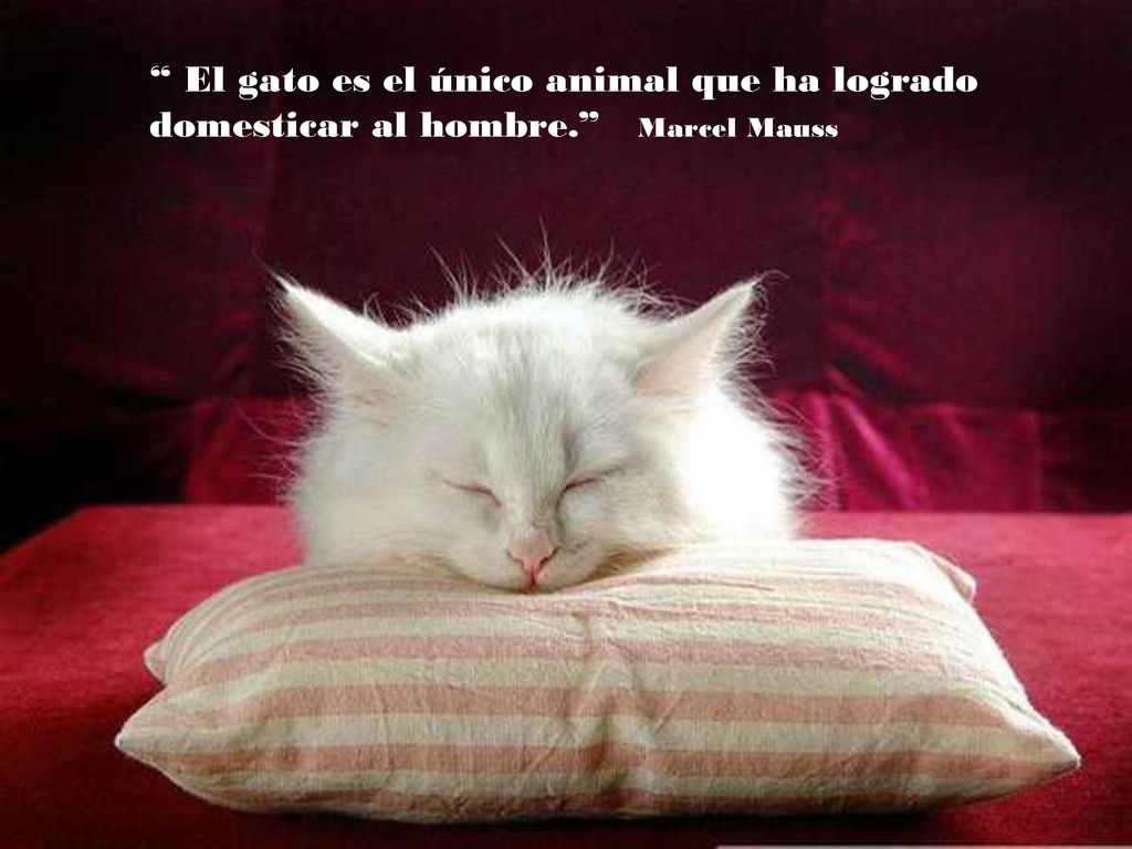 El gato es el único animal que ha logrado domesticar al hombre