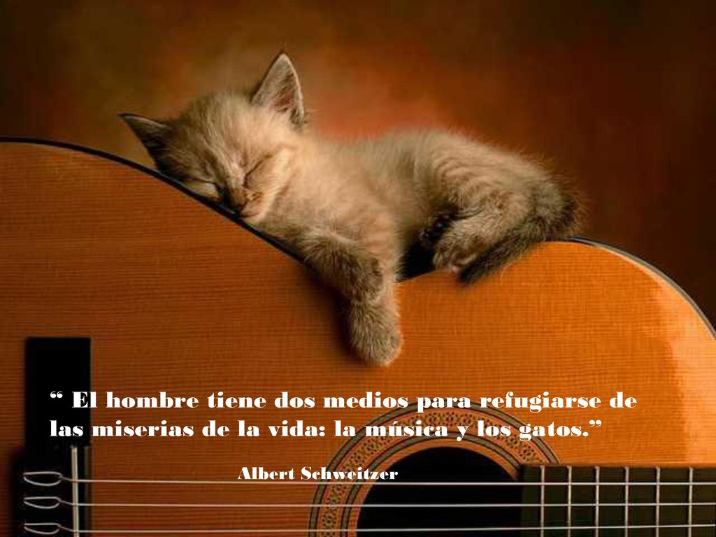 El hombre tiene dos medios para refugiarse de las miserias de la vida: la música y los gatos.