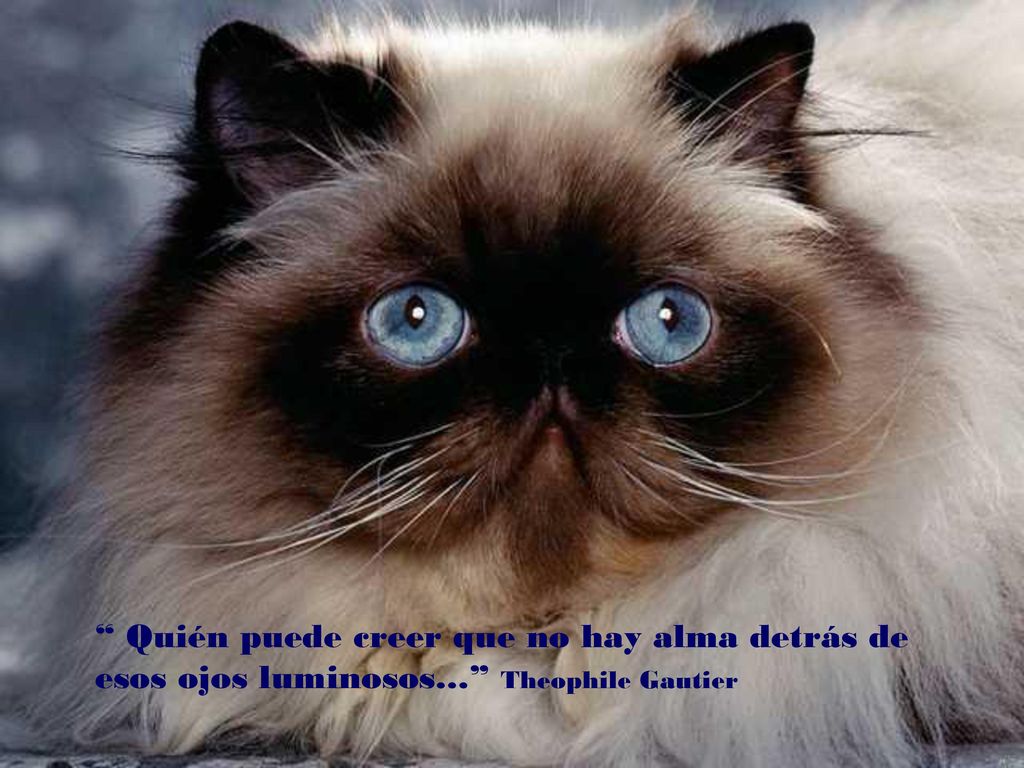 Quién puede creer que no hay alma detrás de esos ojos luminosos… Theophile Gautier